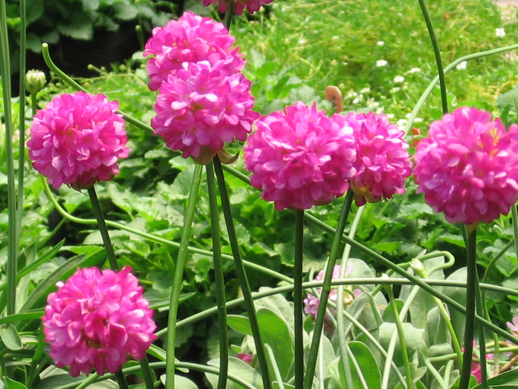 Flower 304