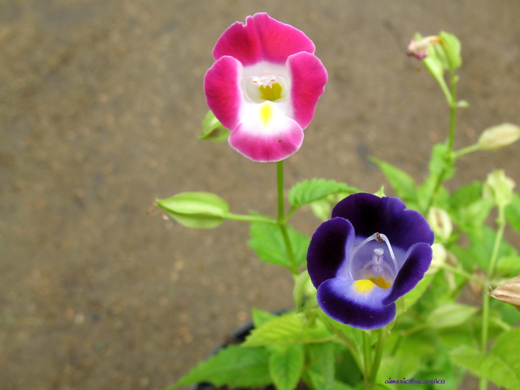Flower 306