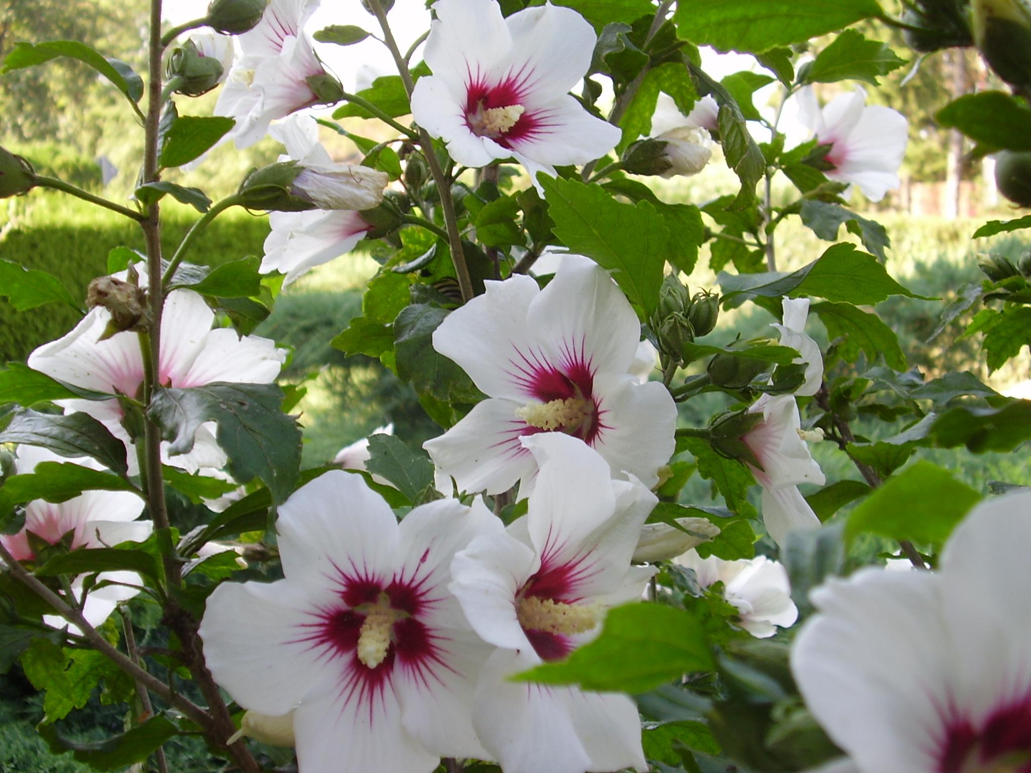 Flower 307