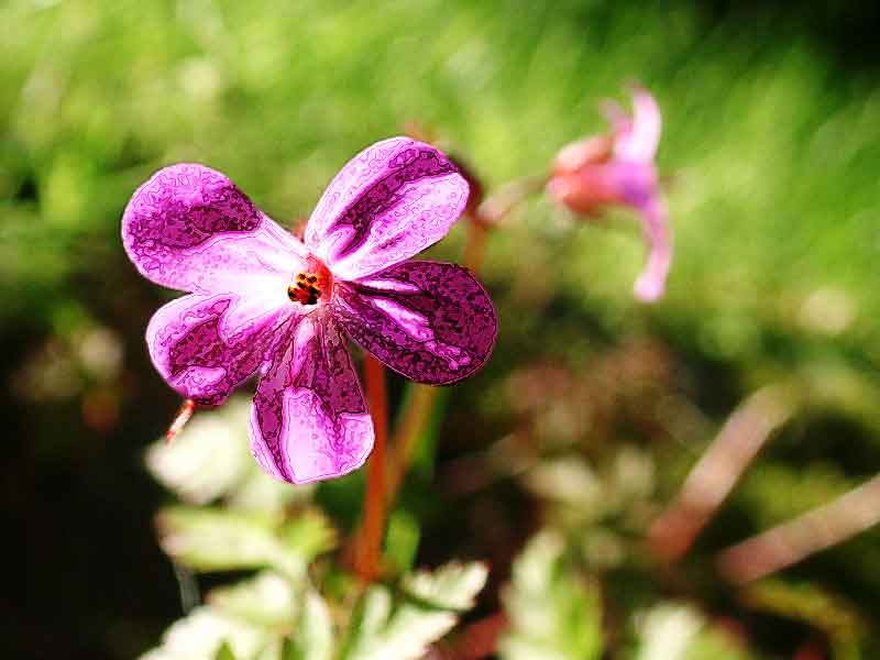 Flower 314