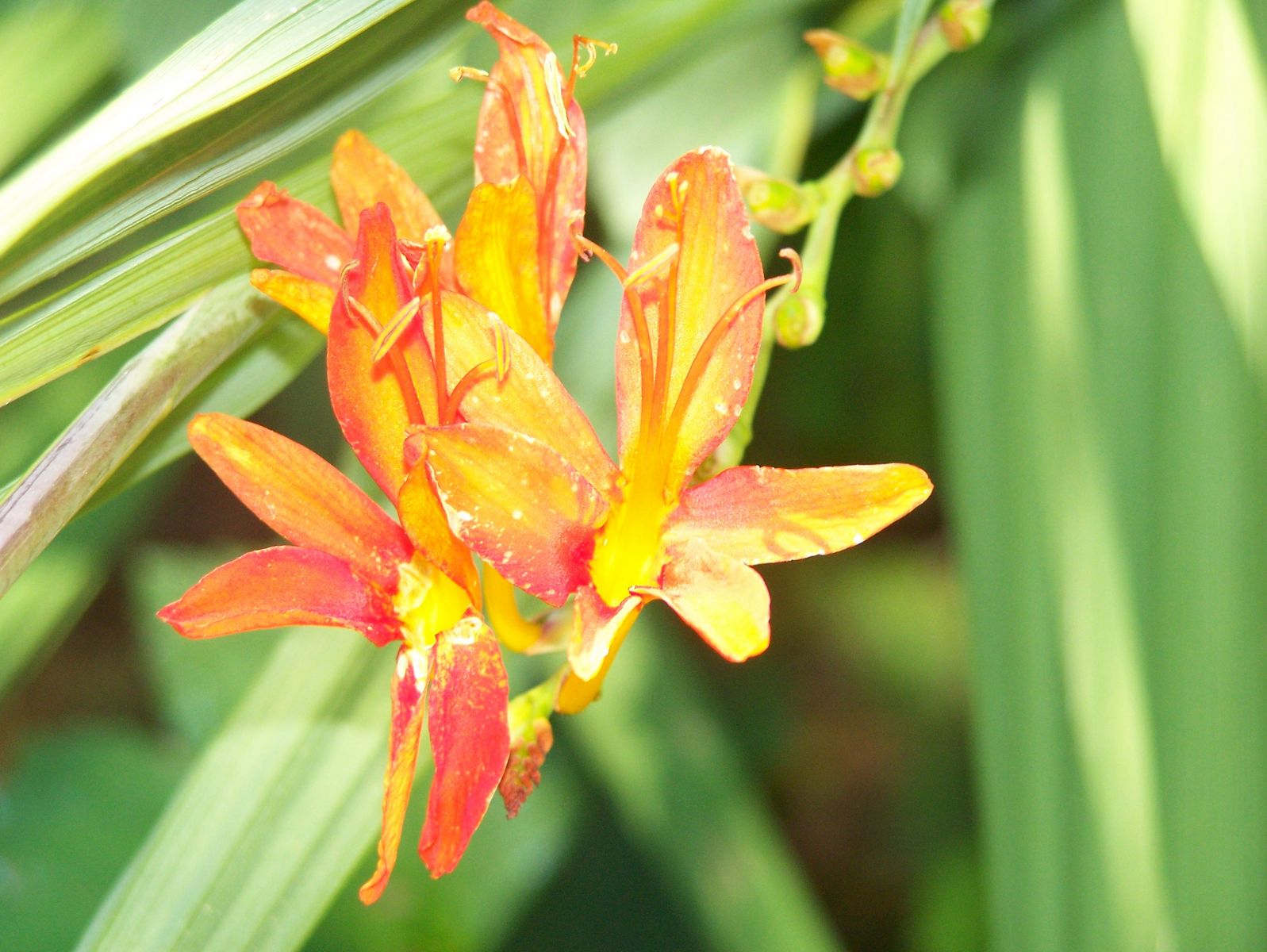 Flower 317