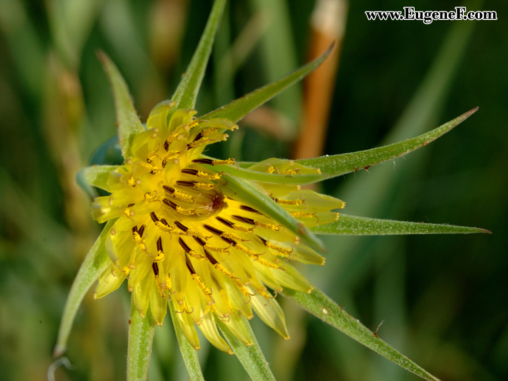 Flower 32