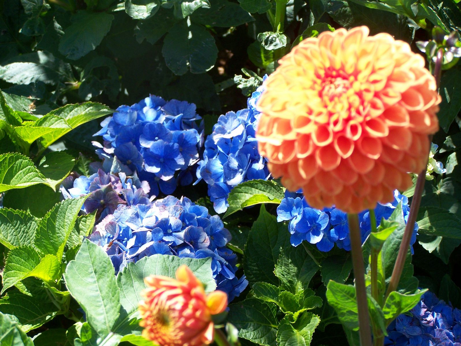 Flower 323