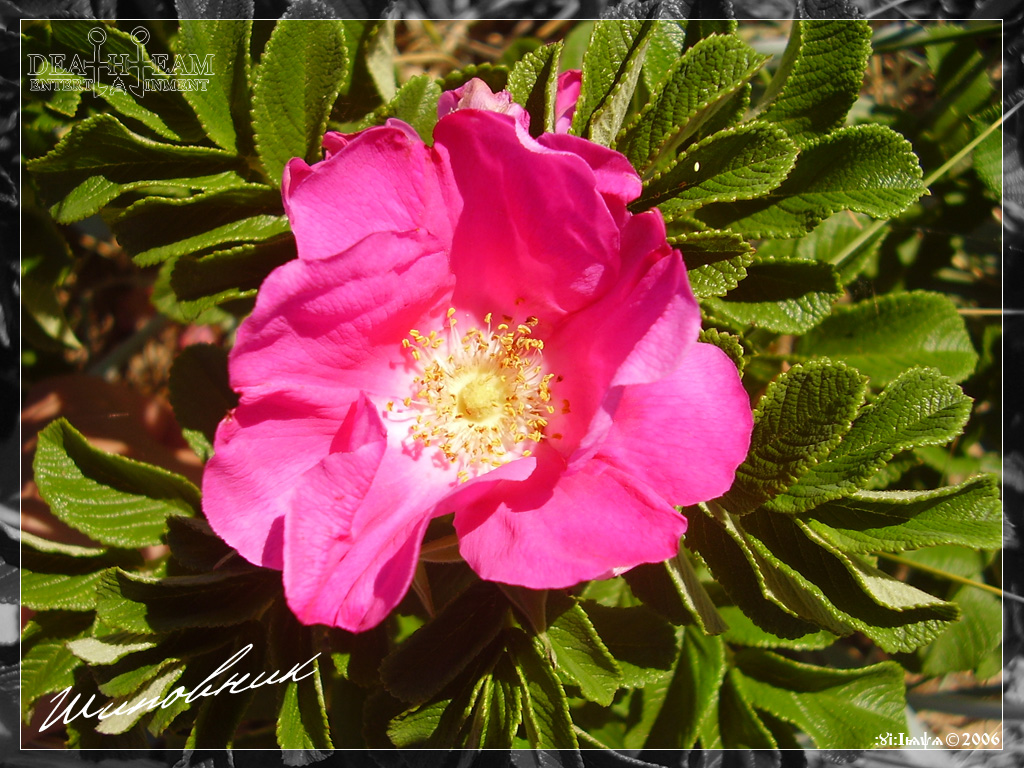Flower 327