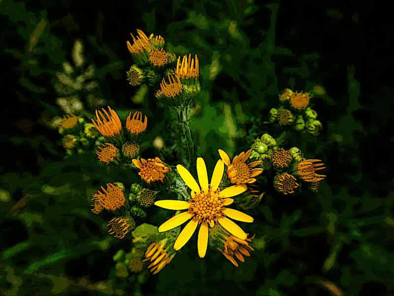 Flower 328