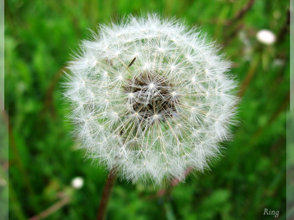 Flower 340