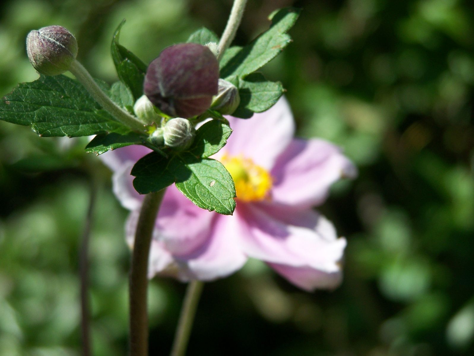 Flower 345