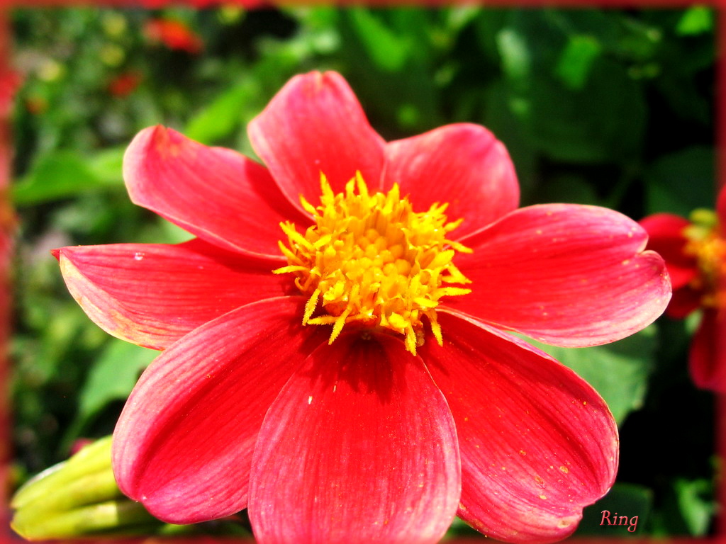 Flower 354