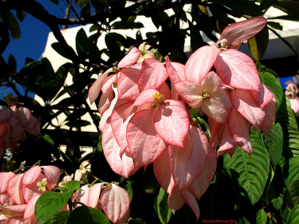 Flower 368