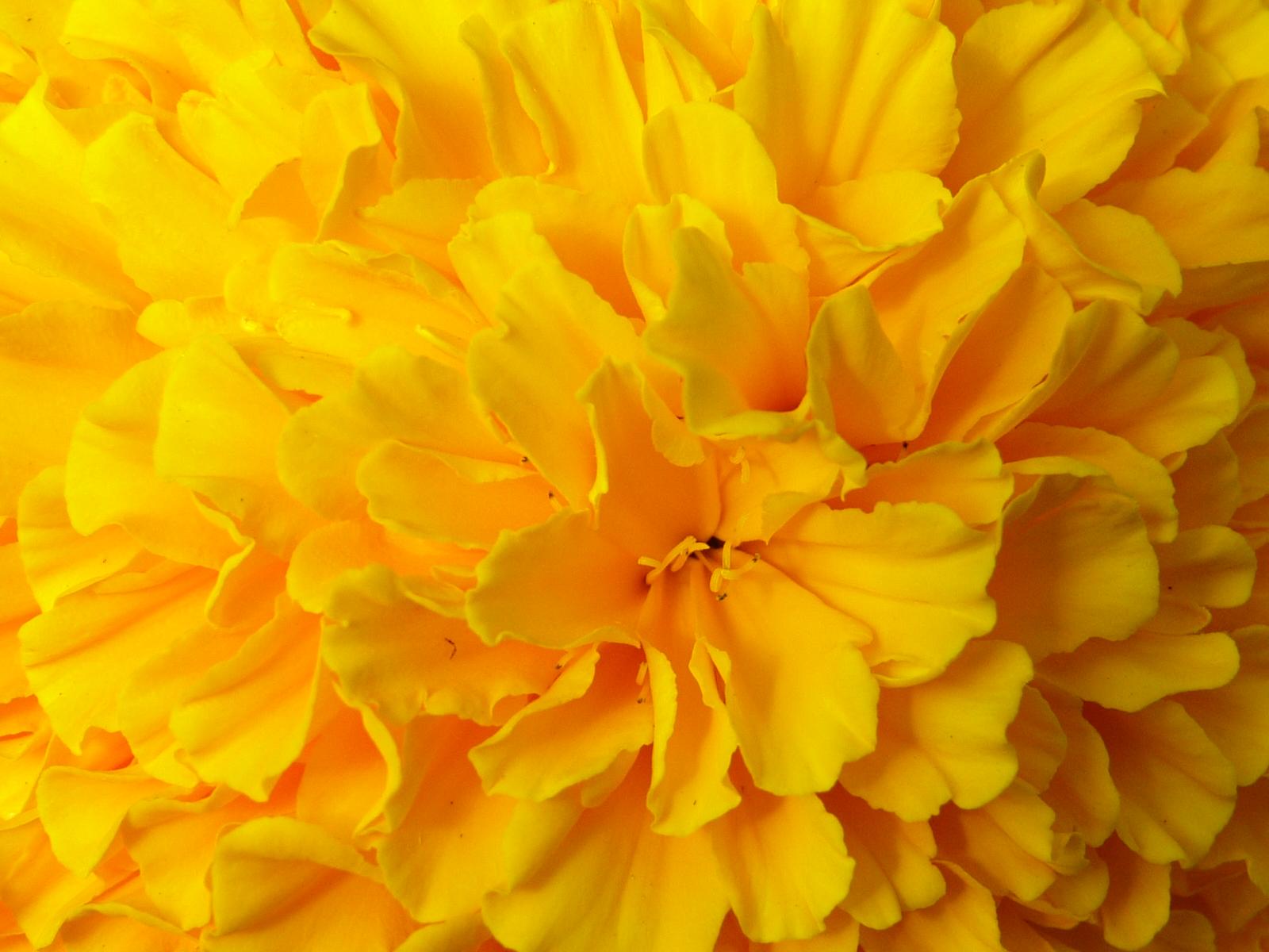 Flower 37