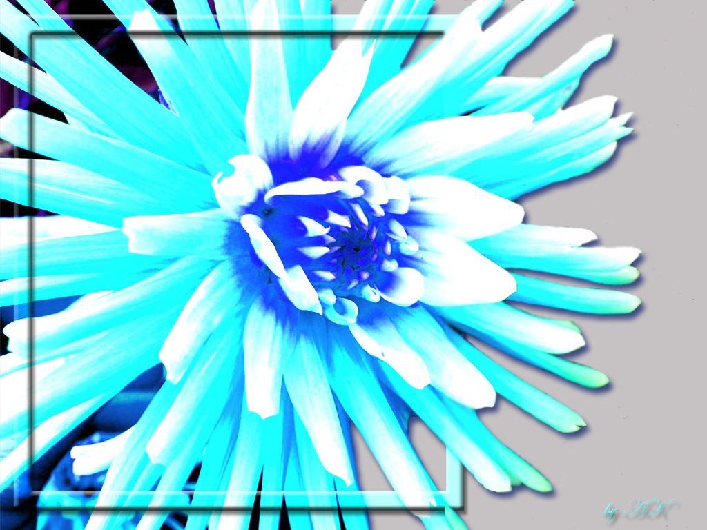 Flower 370