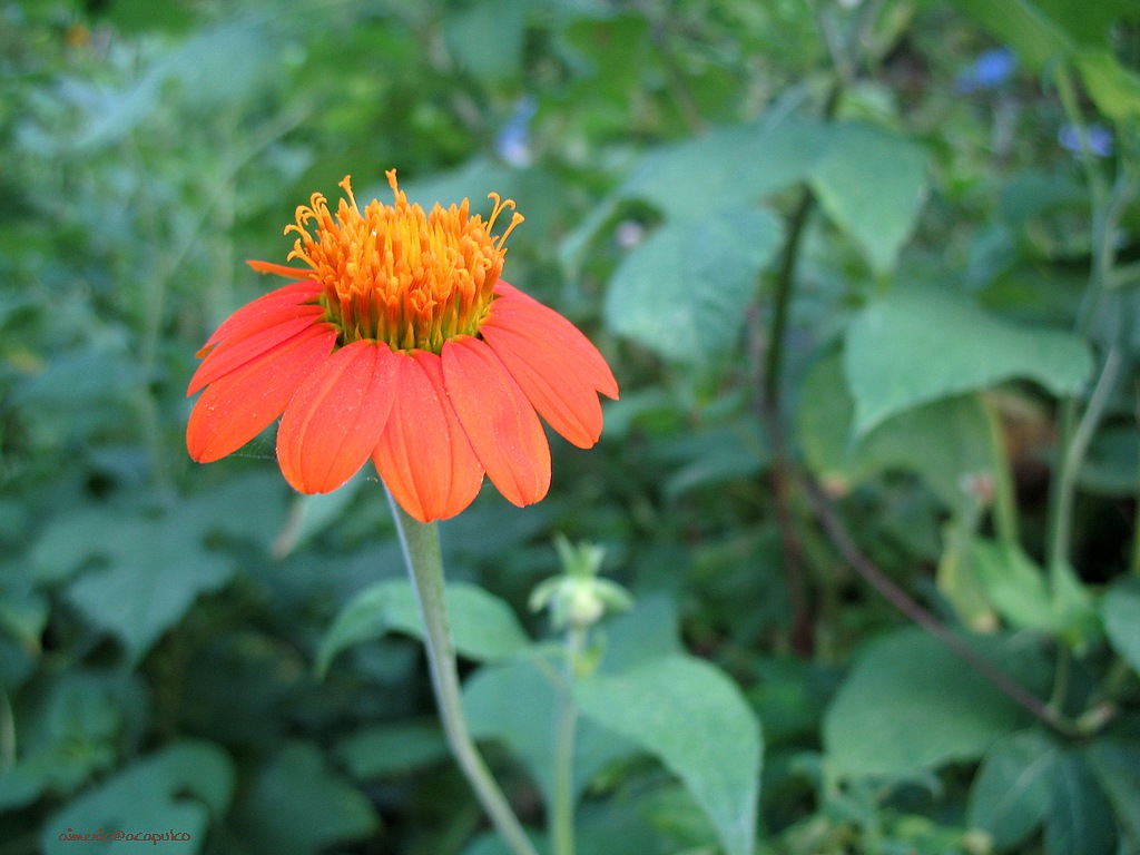 Flower 374