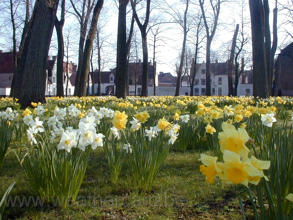 Flower 375