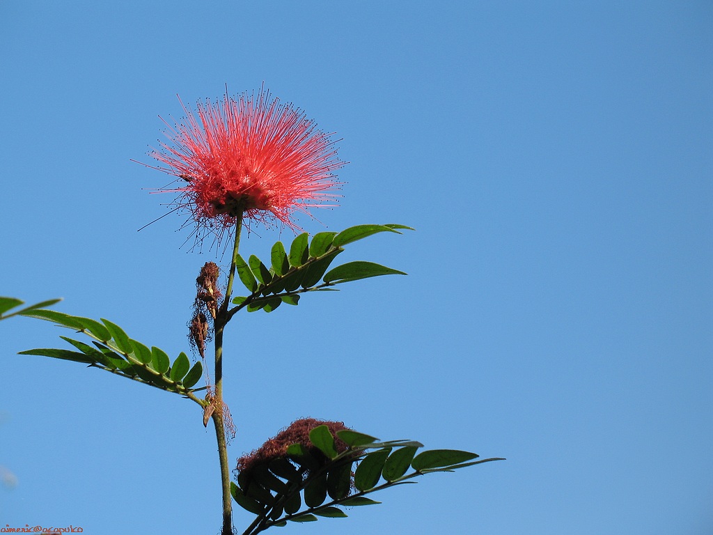 Flower 380