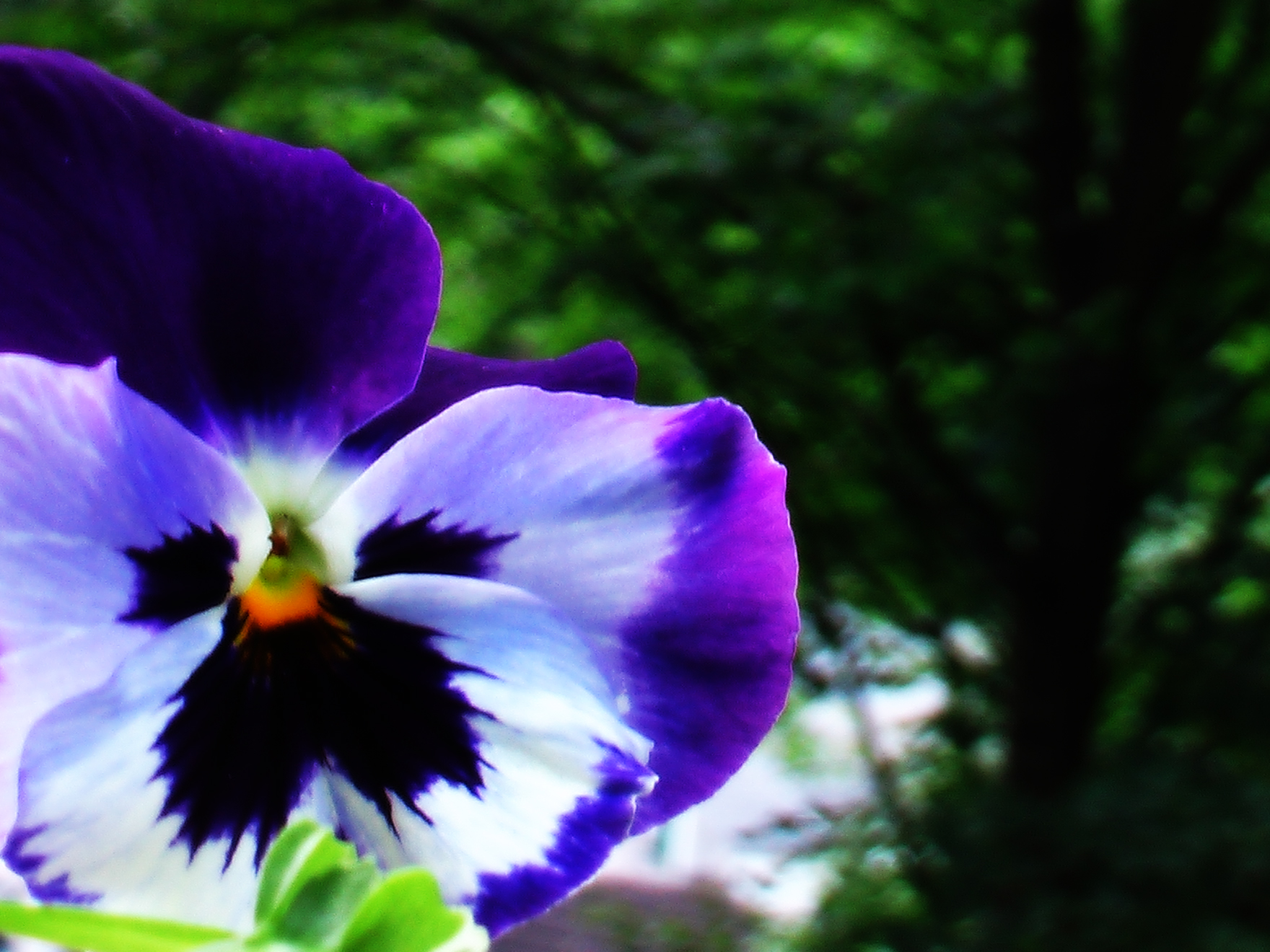 Flower 387
