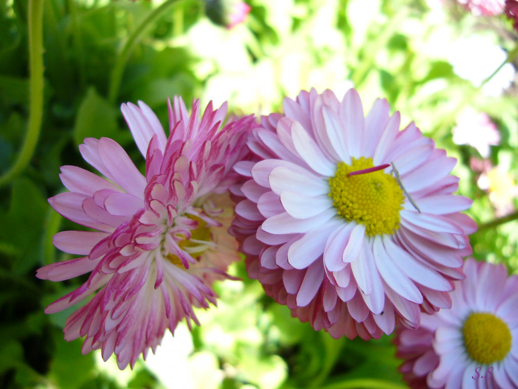 Flower 389