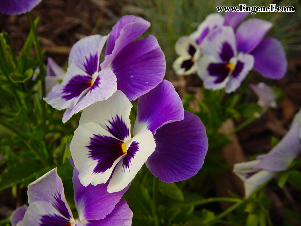 Flower 41