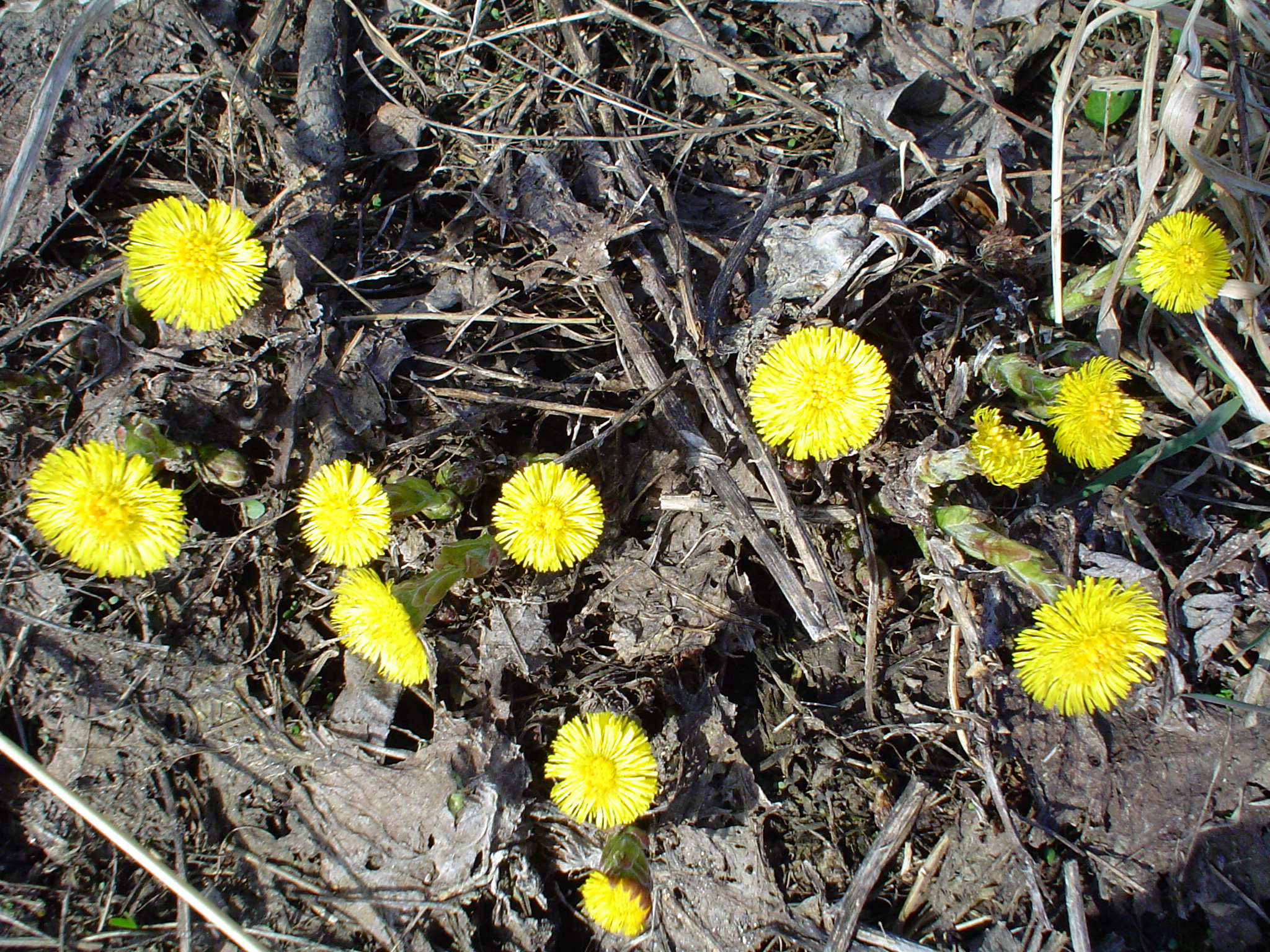 Flower 42