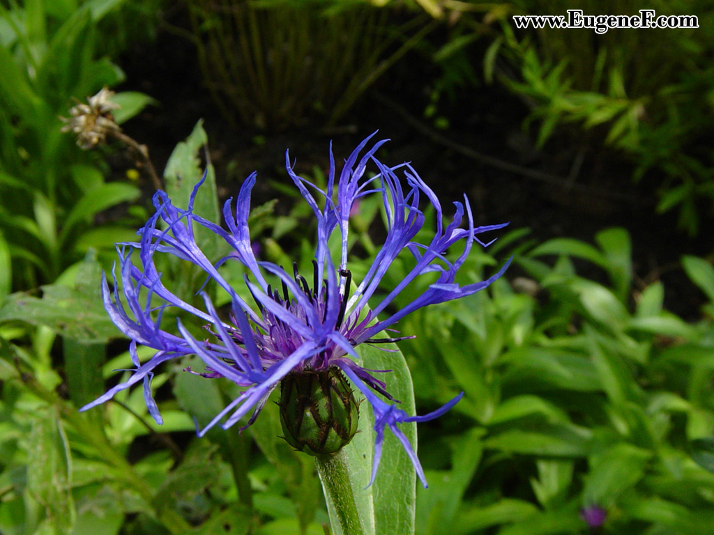 Flower 43