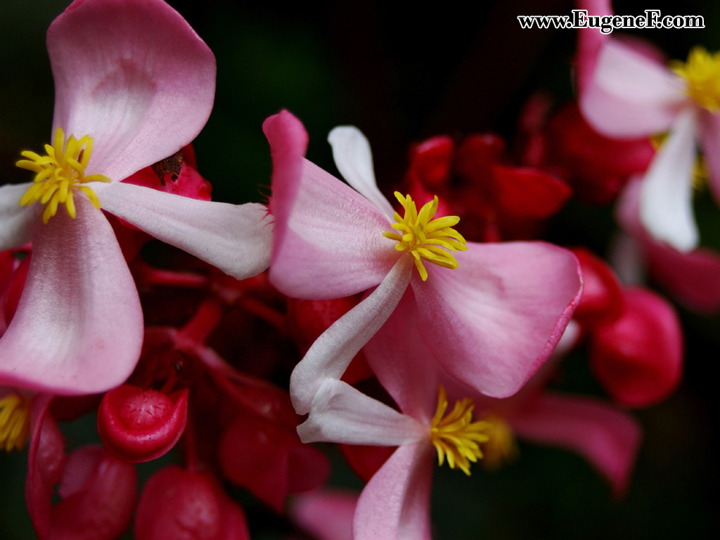 Flower 50