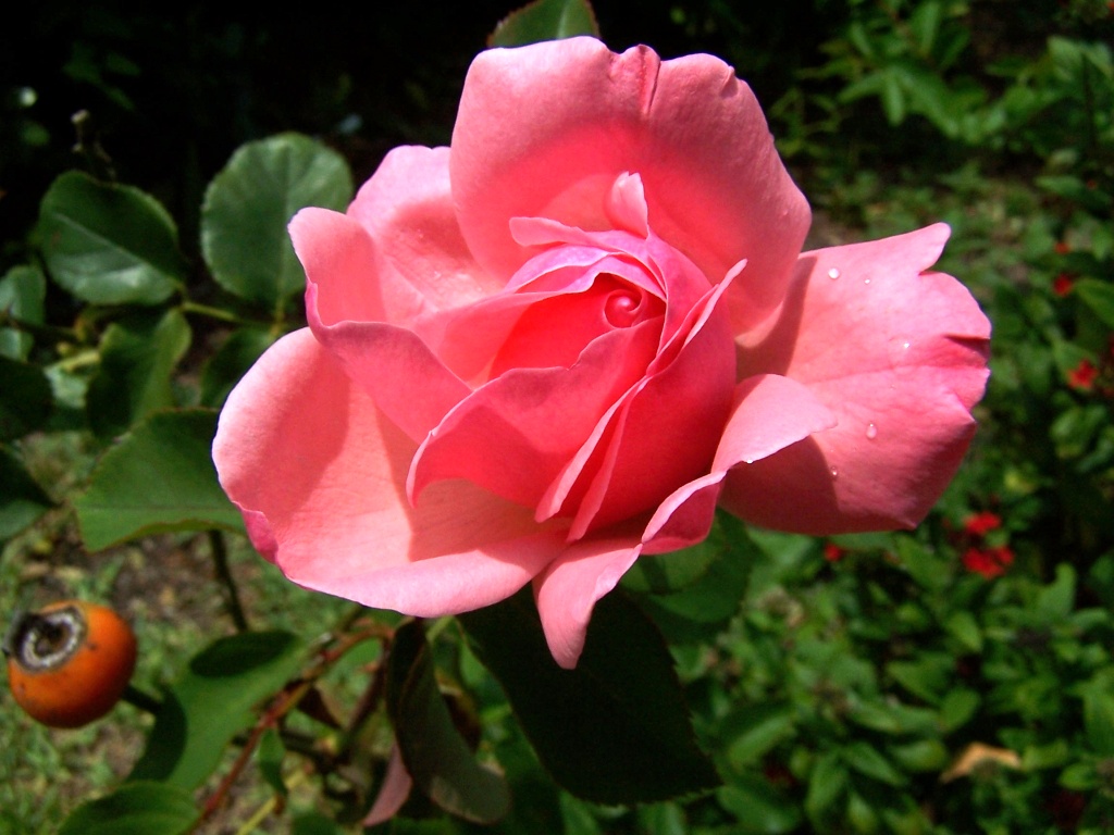 Flower 56