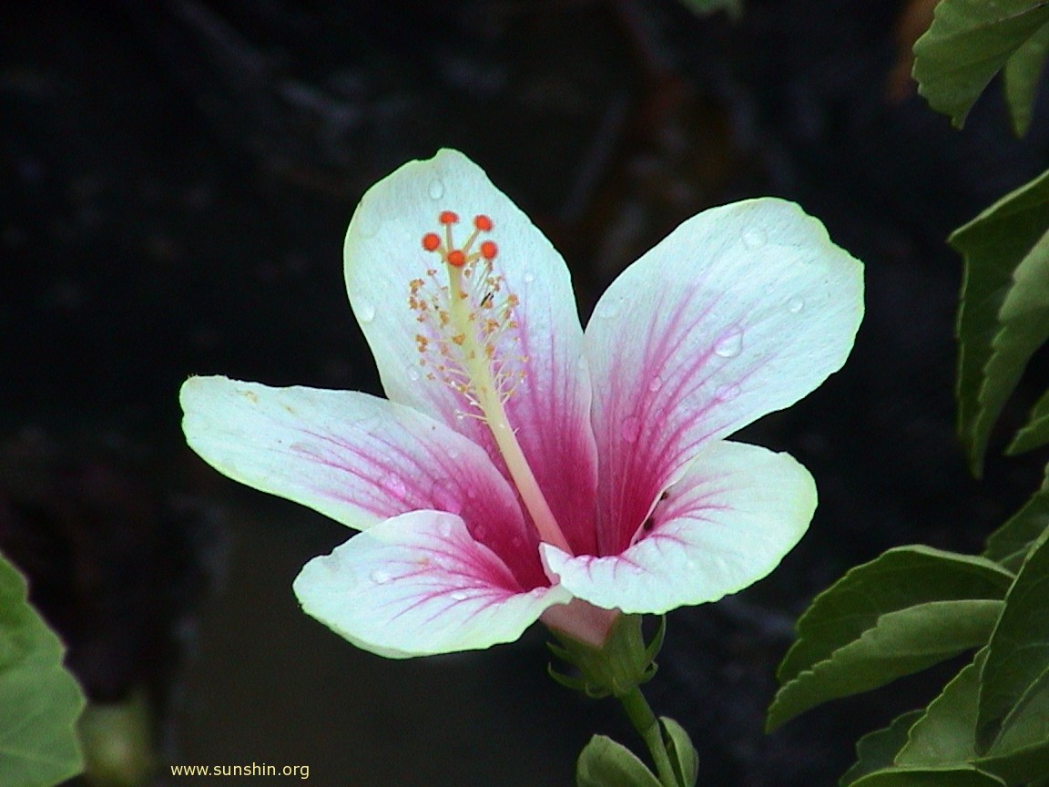 Flower 59