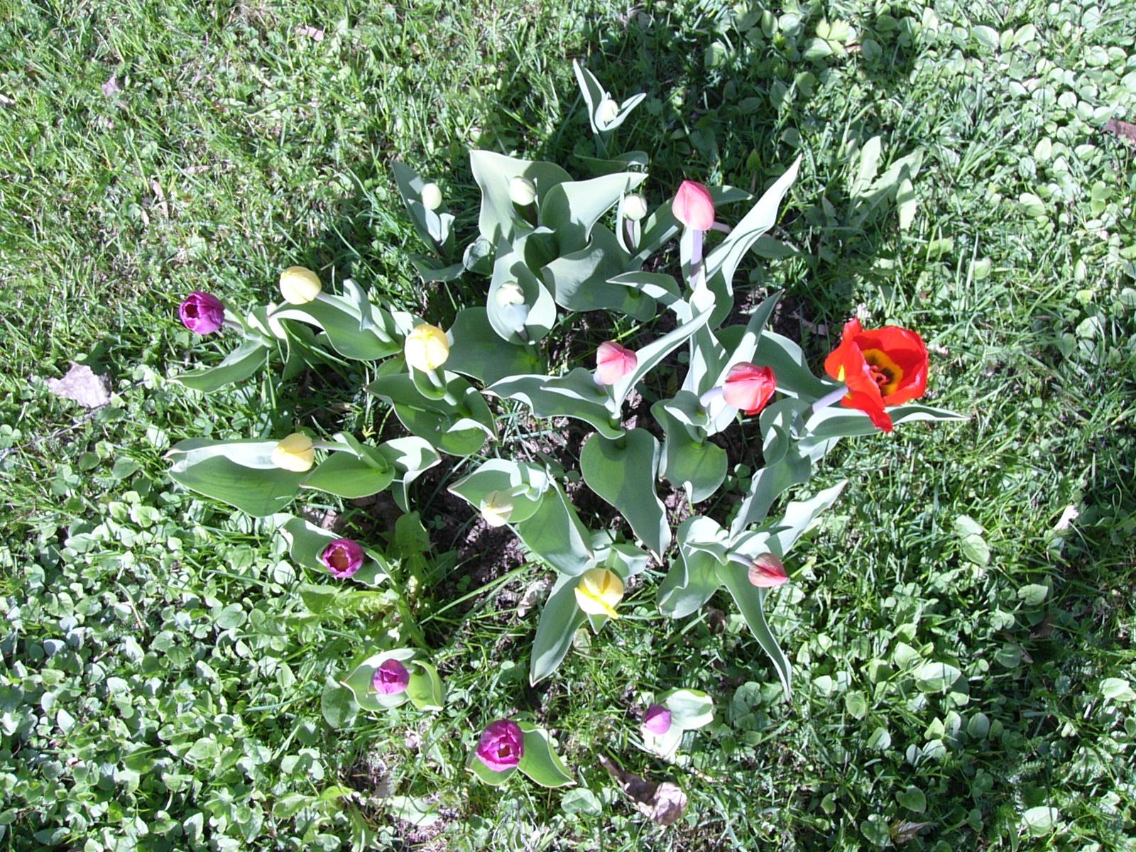 Flower 65
