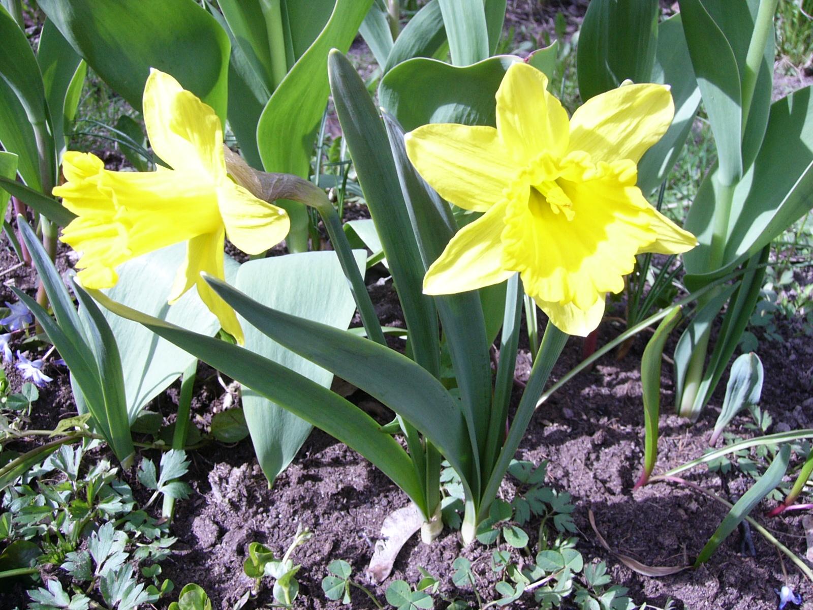 Flower 66