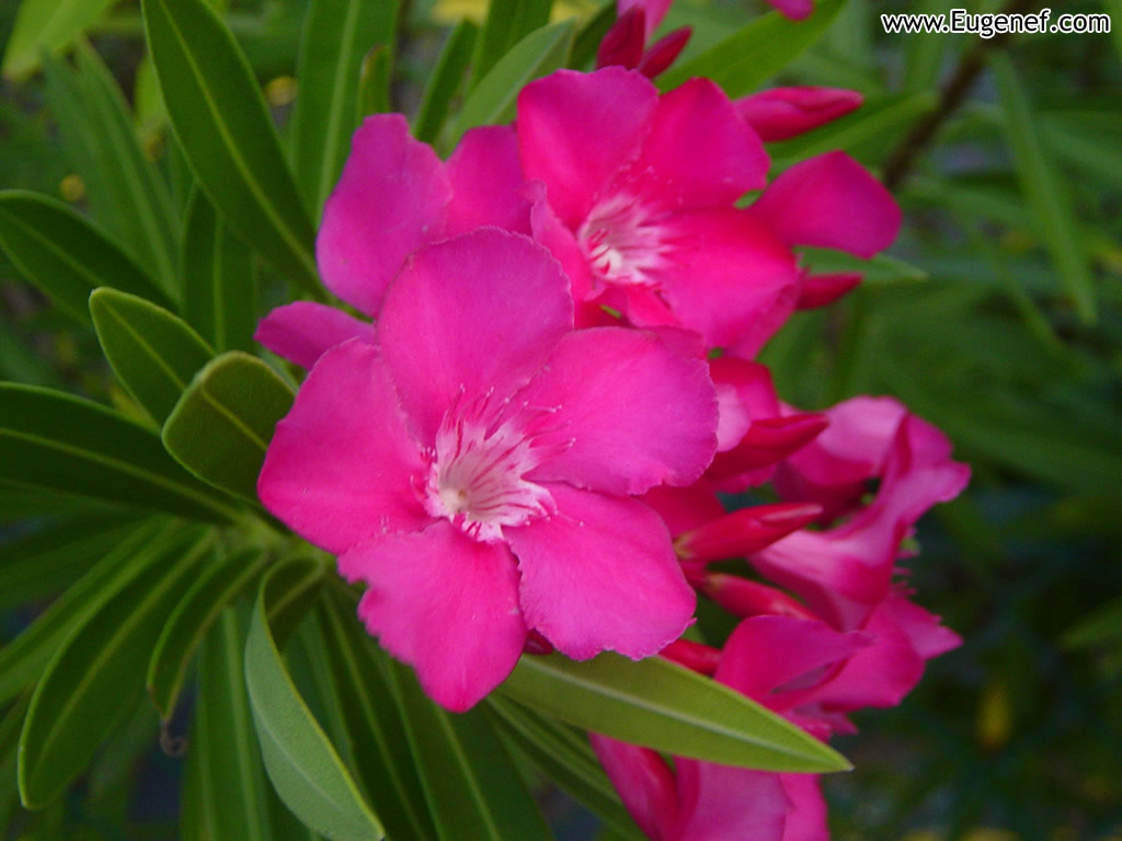 Flower 7