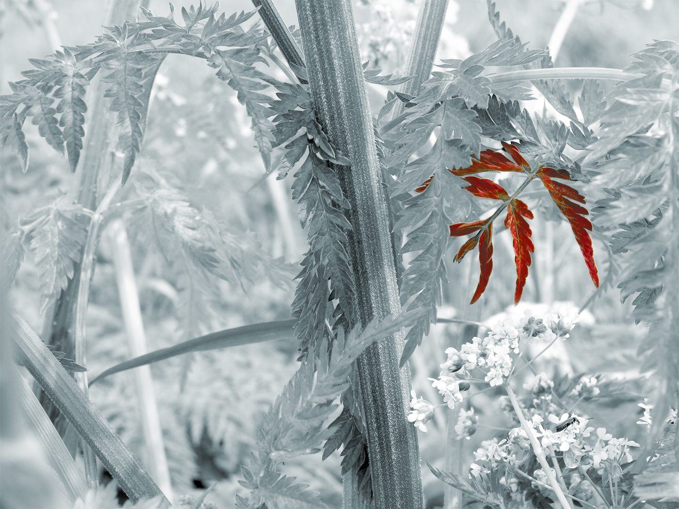 Flower 70