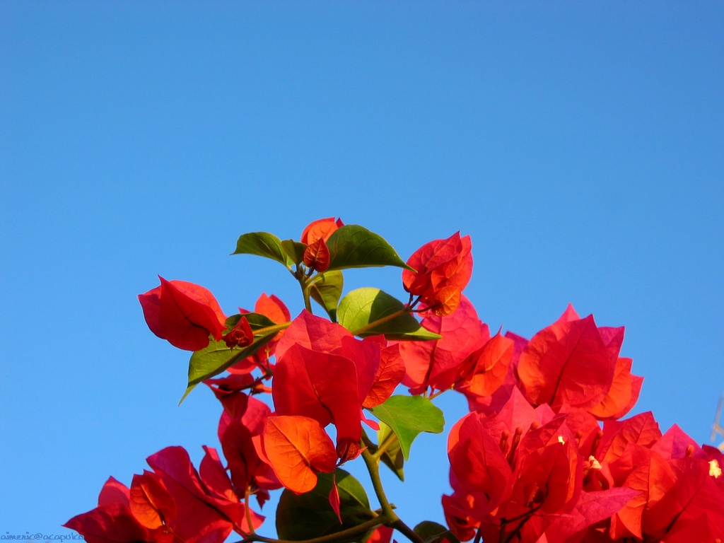 Flower 79