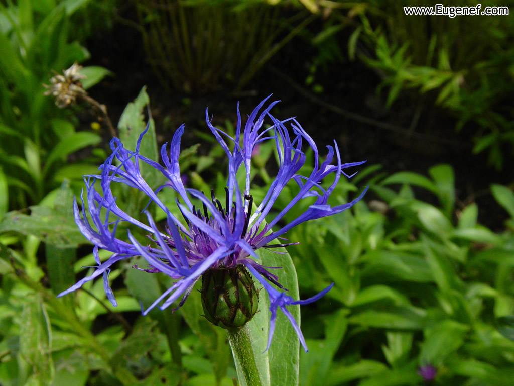 Flower 8