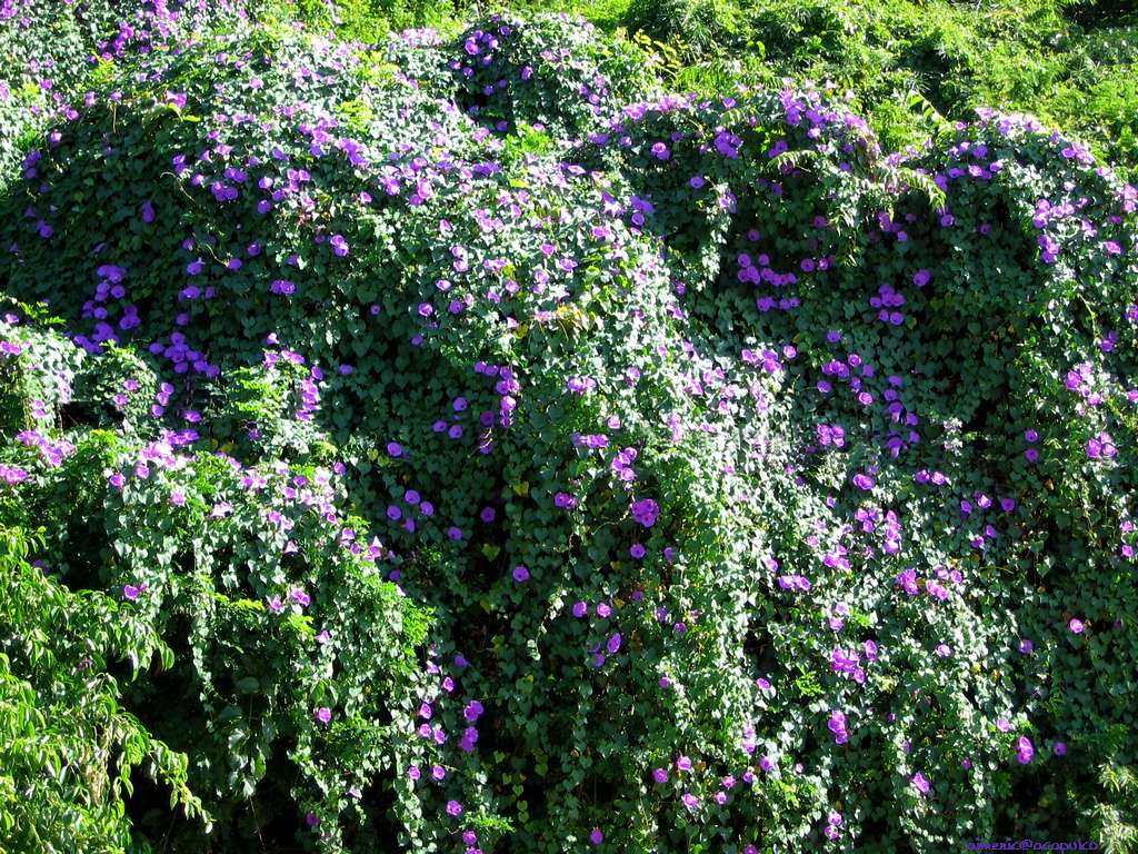 Flower 80