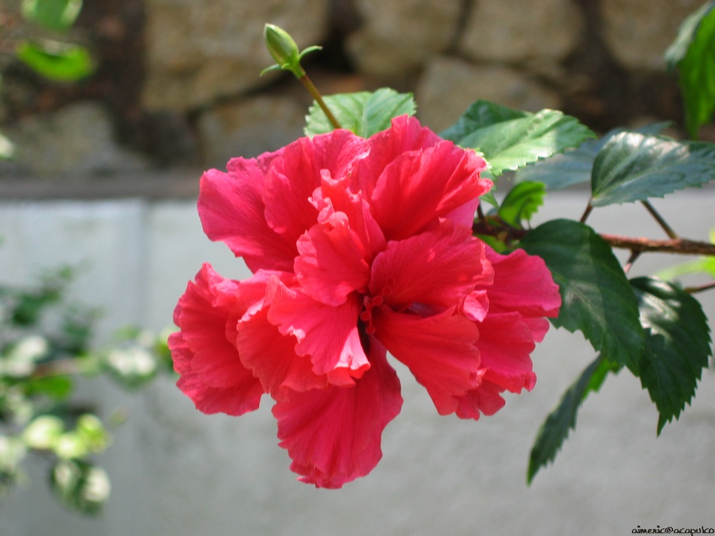 Flower 83