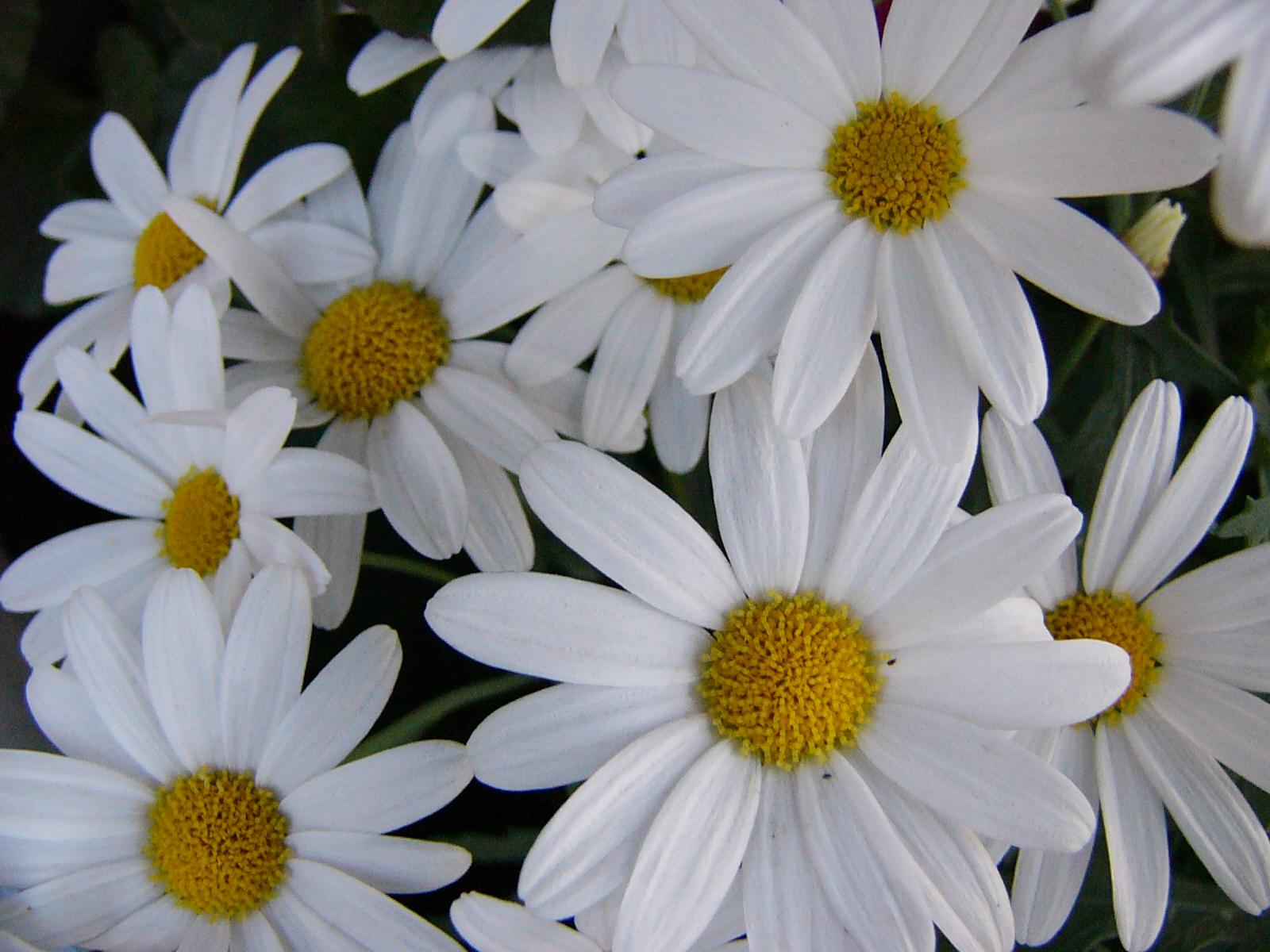 Flower 87