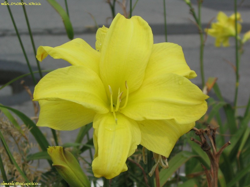 Flower 92