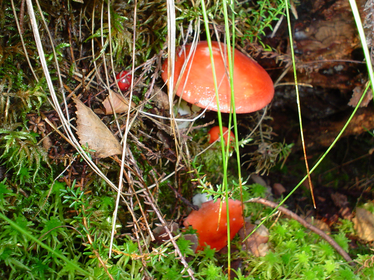 Mushrooms 1