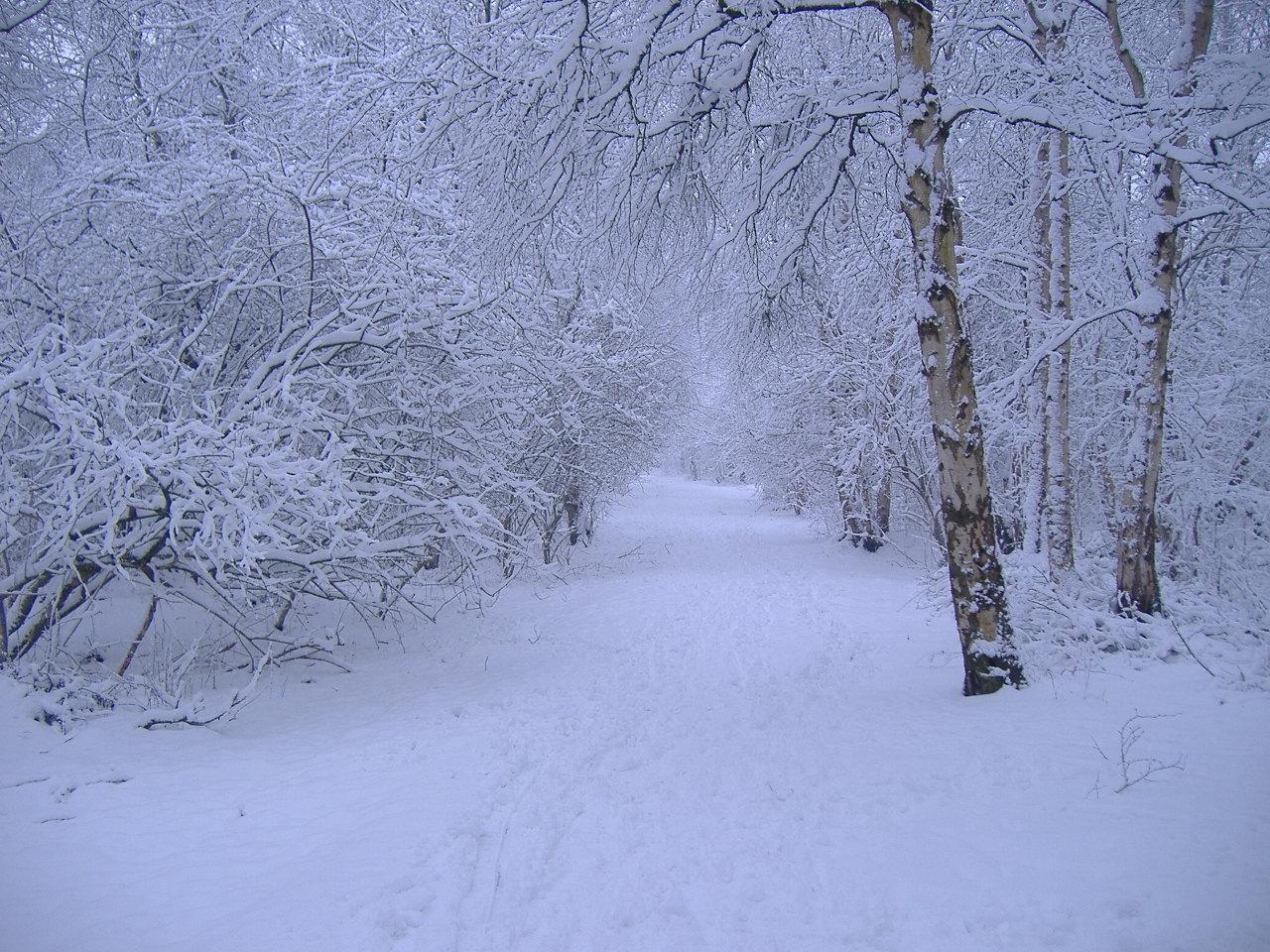 Winter scene 28