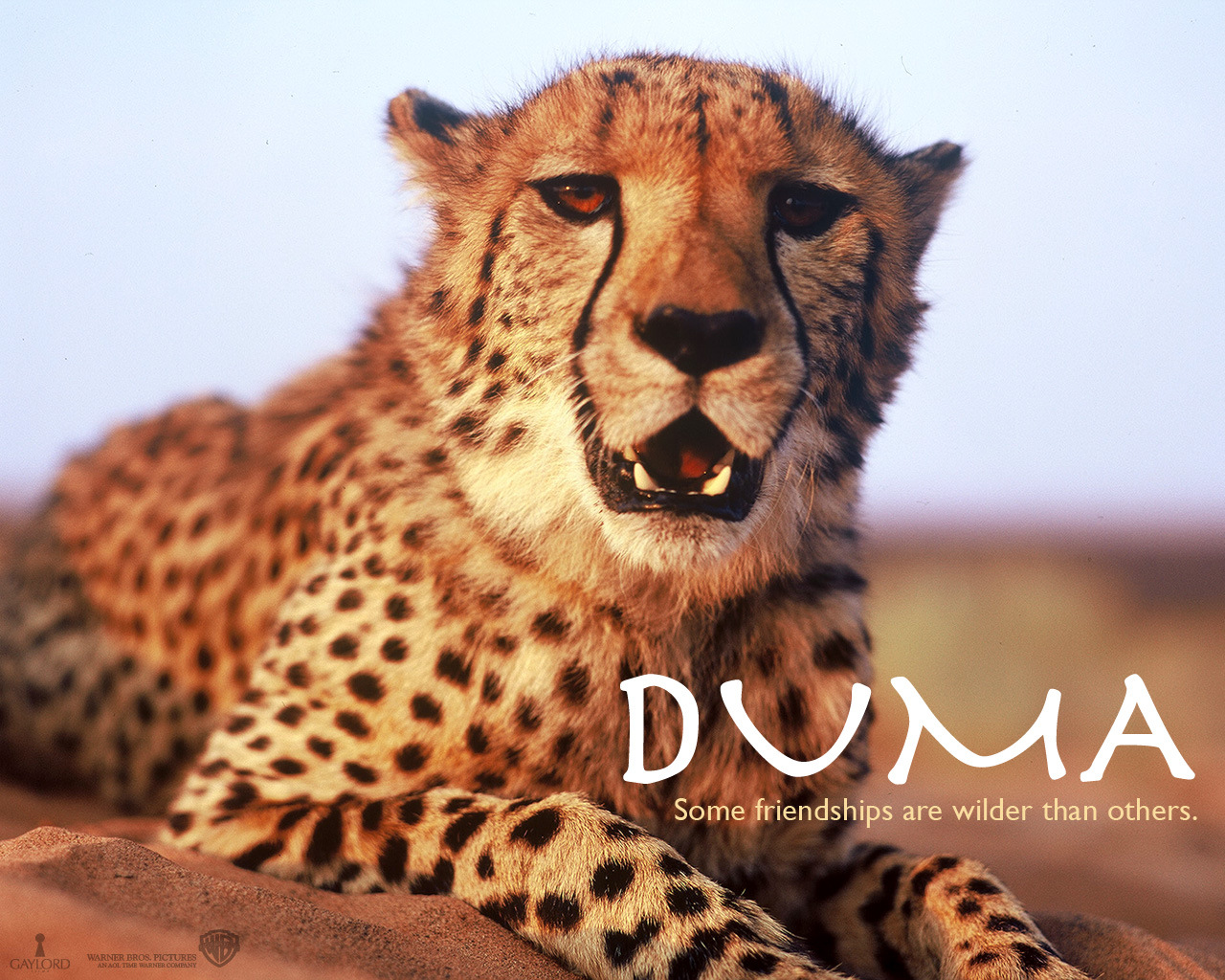 Duma 1